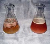 On the left is the contents of the cesspool before treatment with bacteria, on the right - after