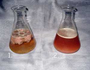On the left is the contents of the cesspool before treatment with bacteria, on the right - after