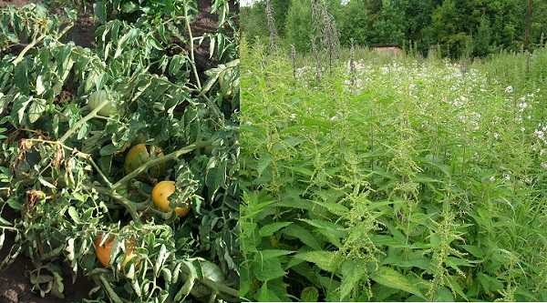 Two plants that effectively remove the smell in the toilet in the country