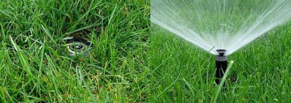 One way to automatically water plants is by spraying water