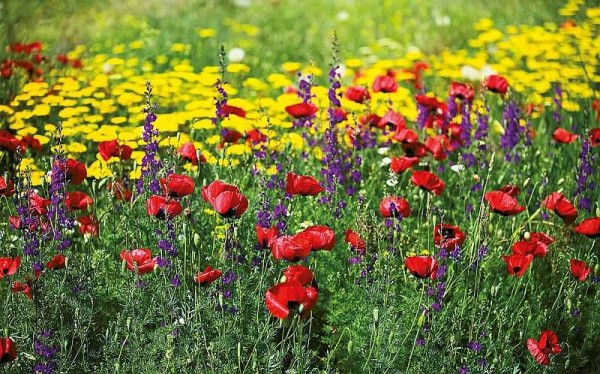 It looks like a Moorish lawn - a riot of colors all season