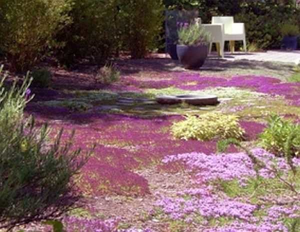 Unconventional lawn - non-grassy made from ground cover arsthenia