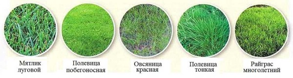 The choice of lawn grass is wide, but five main ones are most often used: