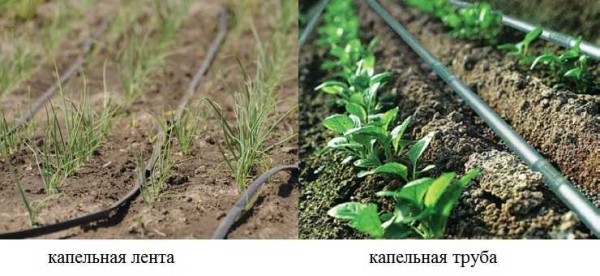 Irrigation can be organized using drip tapes or drip hoses