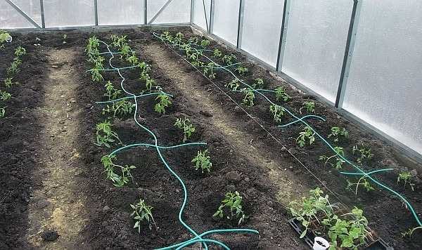 Drip irrigation is used in vegetable gardens and greenhouses. It is most effective when growing vegetables and fruit