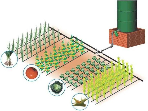 Do-it-yourself drip irrigation is easy to do: The schemes for the greenhouse and the vegetable garden are the same