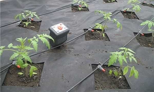 Do-it-yourself drip irrigation does not cost a very large amount