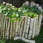 Birch woods - an excellent fence for a flower garden