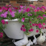 Flowers grew in the bath - a great flowerbed