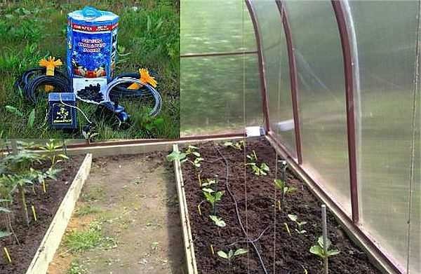 The AquaDusya drip irrigation set is ideal for use in small greenhouses, it also works with open beds