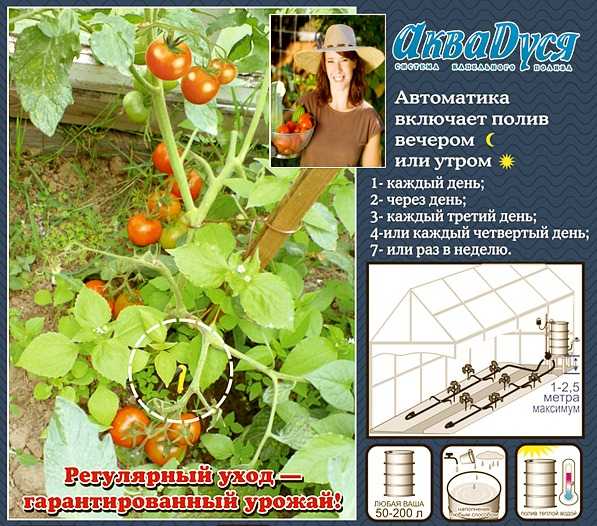 Plant watering automation system