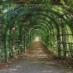 The arch for grapes is also a pergola, only with a modified shape of the upper part
