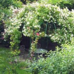 The pergola itself is not visible under this carpet. It is built like a gazebo: a frame is welded from pipes, everything else is plants. By the same principle, you can make a gazebo for grapes