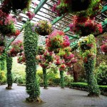 Hang flowerpots with ampelous plants on top - and the arch becomes even more elegant