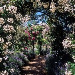The arch under the climbing rose is the same pergola. But the mass of a rose is less than that of a vine, and wooden structures are still made for it.