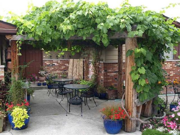 Pergola canopy near the vine house - dense shade even at noon