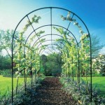 Another rose arch is the garden pergola we see most often.
