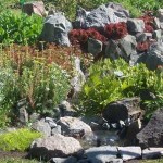 Water, overflowing when the pump is turned on, is diluted throughout the area: mini-streams were made, along the edges of which flowers were planted. And the mini-pond gives life to the now vast area planted with plants