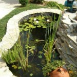 The plants have already grown, the decorative pond is ready