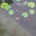 And these are our fish