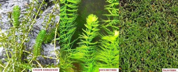 These plants oxygenate the water