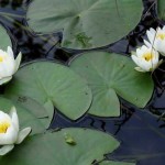 White water lily