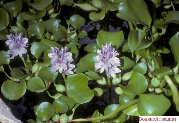 To prevent the water in the pond from blooming, plant this beautiful flower