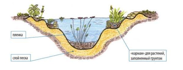 How to make the bottom for plants correctly. The arrangement of the pond will be easier if you make ledges at different levels, spread stones, pour a little soil into them
