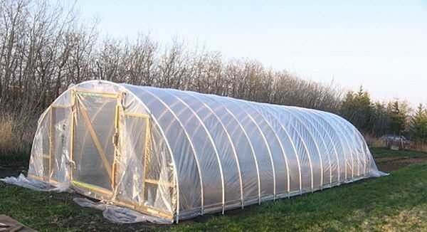 This greenhouse on arches made of PVC pipes is assembled by one person with his own hands in 3-4 hours