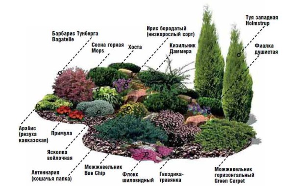 What can be planted on a low hill or in a rockaria