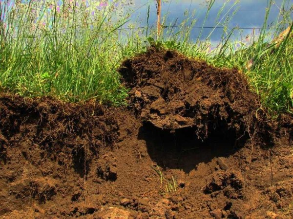 We remove the sod and fertile layer to a depth of about 20 cm
