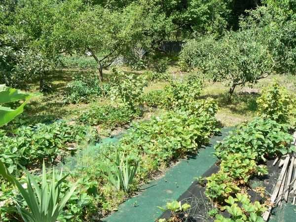 Old carpet can become a garden path (albeit one year)