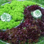 Different types of salad - beautiful, healthy, tasty