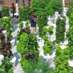 Vertical vegetable garden