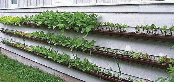 Vegetable garden on the wall of the house