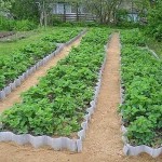 Slightly raised beds