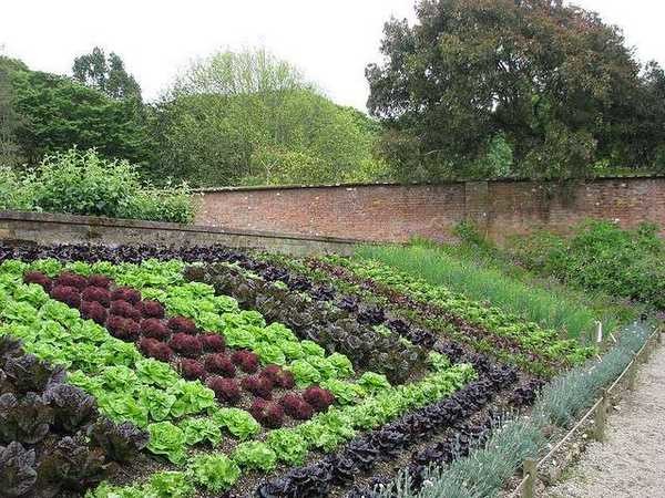 Evenly planted leafy vegetables of different varieties is already beautiful