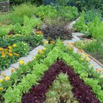 Vegetable beds, edged with flowers - beautiful
