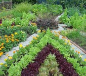 Vegetable beds, edged with flowers - beautiful