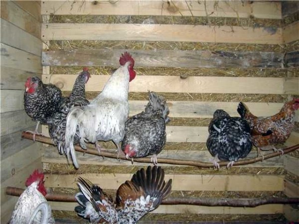 Fasten ordinary thick branches - here's a roost for chickens. There is more than enough in the chicken coop in the country