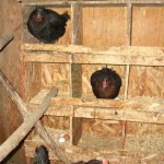 Chose one nest on each tier