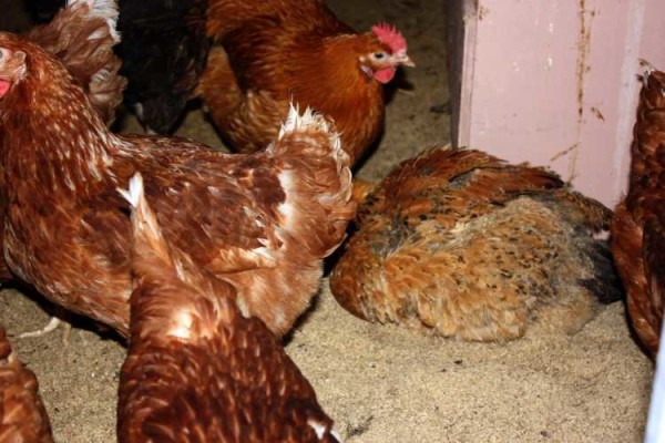 Chickens with sawdust feel great even in cold weather