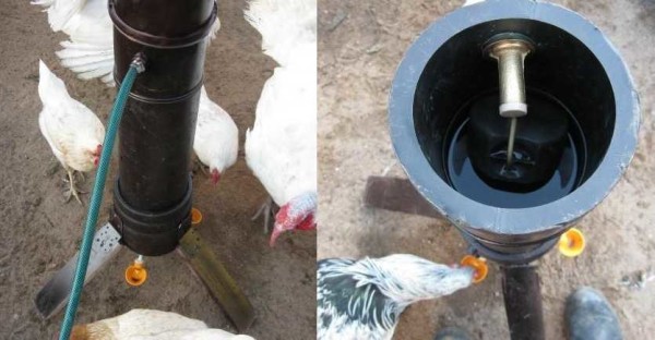 Attached to the pipe are three drinking bowls