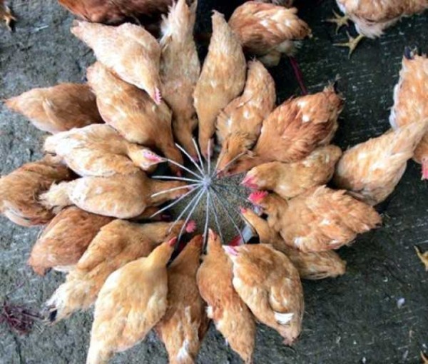 Divider feeder