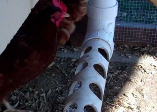 Feeder for a chicken coop from a plastic pipe. Suitable also as a drinker