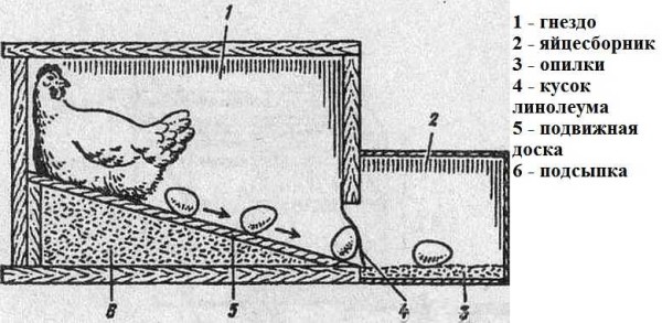Nest design for chickens with egg receiver