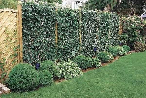 Such a wall is much more decorative than even the most beautiful fence.