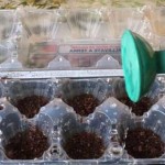 The plastic egg tray can also be used as a mini-greenhouse for seedlings