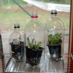 The use of plastic bottles is already familiar, only the shape is non-standard. The bottle is only cut and a glass with seedlings is inserted inside, or you can plant it right inside ...