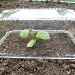 Their plastic tray can be an individual greenhouse for seedlings planted in the ground